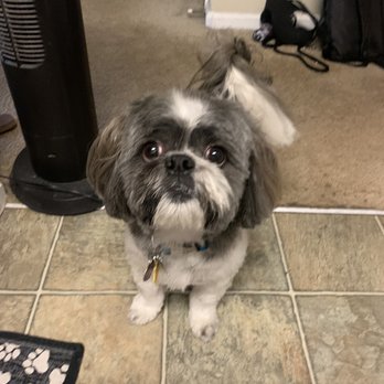 Heritage Pet - Today he groomed and he is looking fresh. - Pet Groomers Near Me - Parker, Colorado Heritage Pet - Today he groomed and he is looking fresh. - Pet Groomers Near Me - Parker, Colorado