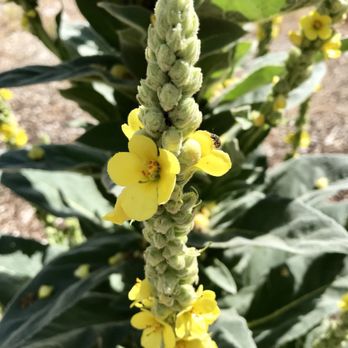Acastus Trail - A gorgeous desert/mountain plant. Wish I knew what it was - Hiking Near Me - Mount Charleston, Nevada