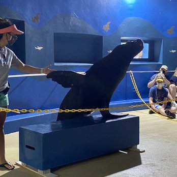 Coral World Ocean Park - Aquariums Near Me - St Thomas, Virgin Islands Coral World Ocean Park - Aquariums Near Me - St Thomas, Virgin Islands