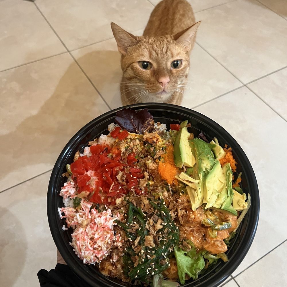 cute cat doesn't come with the poke bowl unfortunately cute cat doesn't come with the poke bowl unfortunately
