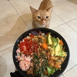 cute cat doesn't come with the poke bowl unfortunately cute cat doesn't come with the poke bowl unfortunately