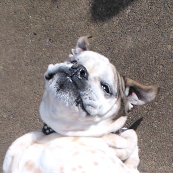 Casa de Canine LLC - Casa de Canine makes me smile! - Pet Sitting Near Me - Portland, Oregon Casa de Canine LLC - Casa de Canine makes me smile! - Pet Sitting Near Me - Portland, Oregon