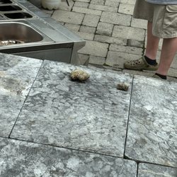 Monti Bugs Exterminating