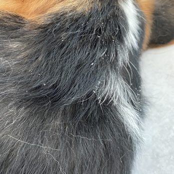 Benosdog Pet Grooming - Skin peeling and flaking and hair shedding excessively - Pet Groomers Near Me - Ontario, California Benosdog Pet Grooming - Skin peeling and flaking and hair shedding excessively - Pet Groomers Near Me - Ontario, California