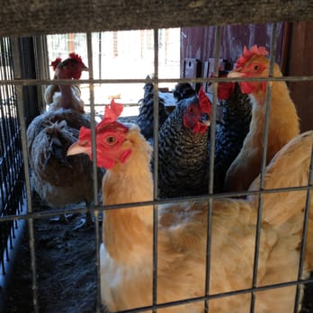 Ocean View Ranch - Chickens! - Pet Breeders Near Me - Los Gatos, California