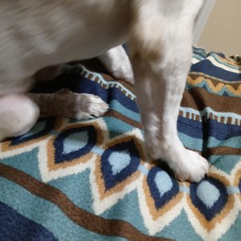 paws & relax pet spa