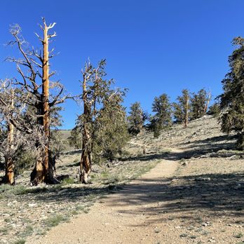 Ancient Bristlecone Pine Forest - Parks Near Me - Bishop, California Ancient Bristlecone Pine Forest - Parks Near Me - Bishop, California