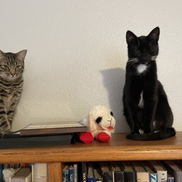 Kitty Bookends