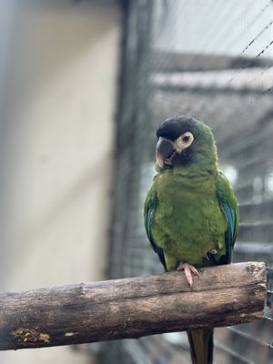 Jungle Island by null