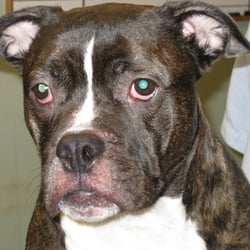 Pine Castle Animal Care Center