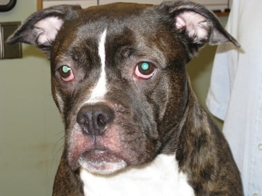 Pine Castle Animal Care Center - pet boarding facility in Orlando, FL