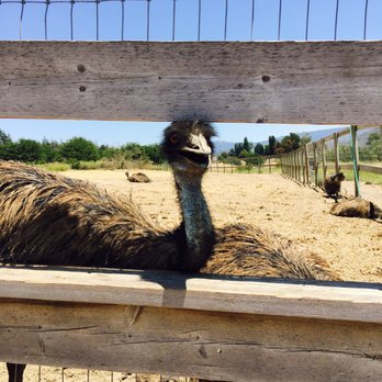 Ostrichland USA - Attraction Farms Near Me - Solvang, California Ostrichland USA - Attraction Farms Near Me - Solvang, California