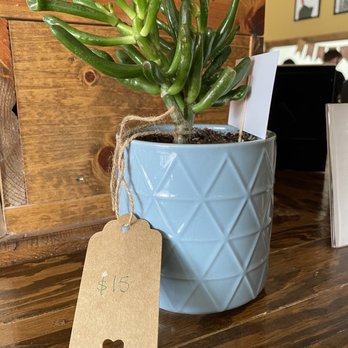 Urbal Tea Cafe - Cute plants available - Coffee & Tea Near Me - Milwaukee, Wisconsin