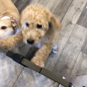 Annie's Pet Parlor - Sophie - Pet Groomers Near Me - Phoenix, Arizona