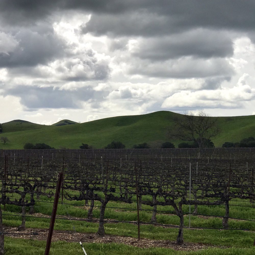 Firestone Vineyard - Barren vineyards are still beautiful against the green rolling hills in March. - Wine Tasting Room Near Me - Los Olivos, California