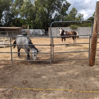 Hidden B Ranch Donkey Rescue - Animal Shelters Near Me