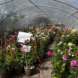 Agua Fria Nursery - Rose house