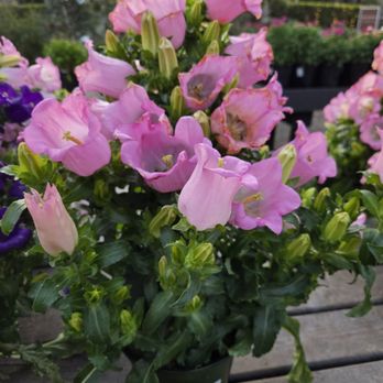 Roger's Gardens - Nurseries & Gardening Near Me - Corona Del Mar, California