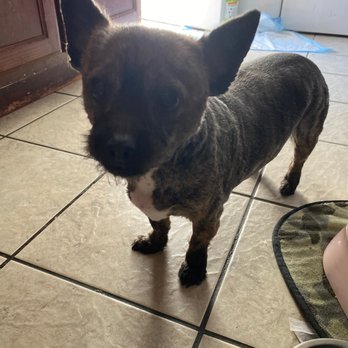 Catts & Doggs Pet grooming - My 9yo long haired chihuahua rocking her summer cut! - Pet Groomers Near Me - Downey, California Catts & Doggs Pet grooming - My 9yo long haired chihuahua rocking her summer cut! - Pet Groomers Near Me - Downey, California