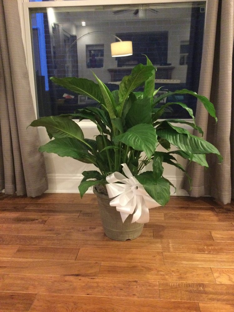 ARCHER’S FLOWERS & GALLERY Updated October 2024 11 Reviews 523 11th St, Huntington, West