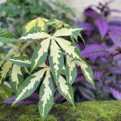 Green Thumb Therapy - Variegated cassava