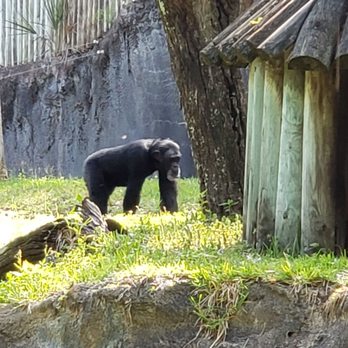 Myombe Reserve - Chimpanzee - Zoos Near Me - Tampa, Florida Myombe Reserve - Chimpanzee - Zoos Near Me - Tampa, Florida