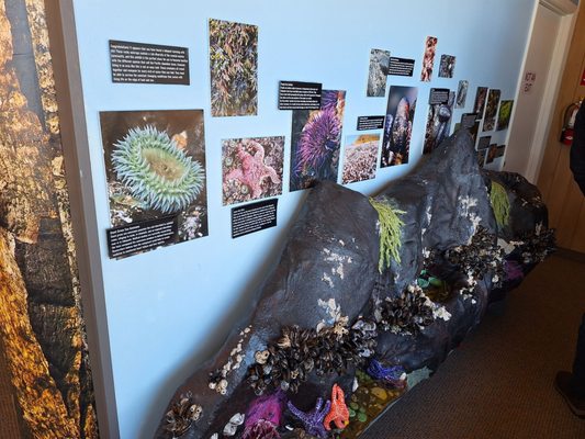 Cape Perpetua Visitor Center - Siuslaw National Forest by null