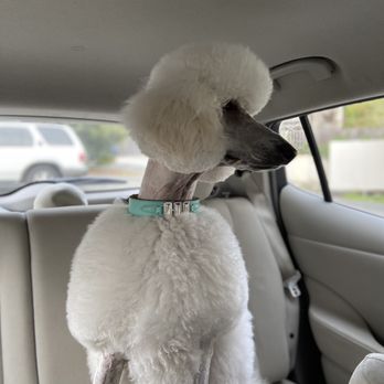 Tails A Go-Go - Pet Groomers Near Me - Albany, California Tails A Go-Go - Pet Groomers Near Me - Albany, California