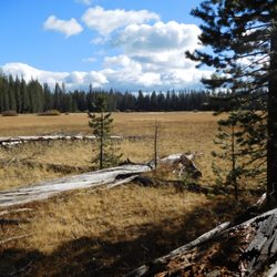 Caribou Wilderness - Hay Meadow.
