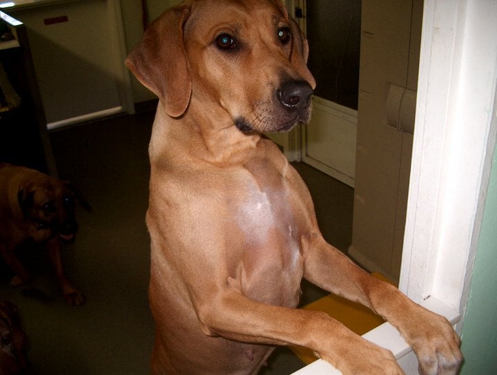 ROYALTON KENNELS Updated October 2024 120 Photos & 18 Reviews