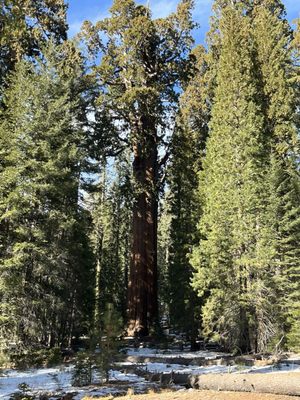 General Sherman Tree by null