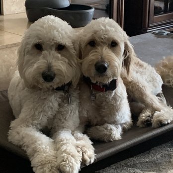 Consistent K9 Training  - Pet Training Near Me