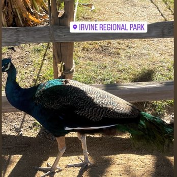 Irvine Regional Park - Sucha looker! - Parks Near Me - Orange, California Irvine Regional Park - Sucha looker! - Parks Near Me - Orange, California
