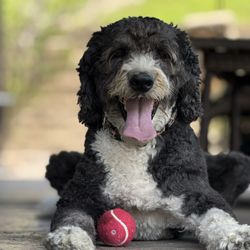 California Doodle Rescue - Foster girl #2