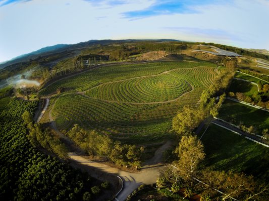 Apricot Lane Farms by null