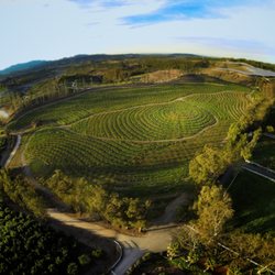 Apricot Lane Farms