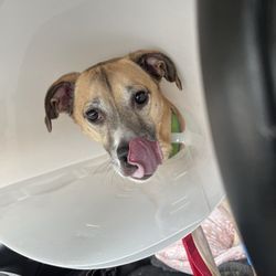 Hamlin Veterinary Clinic - Maurice right after his big surgery!