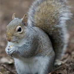 Animal Trapping Services