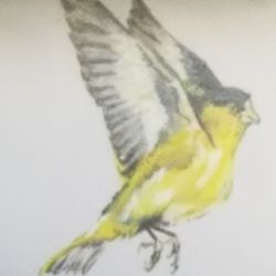 Birds of Indiana murals - A gold finch