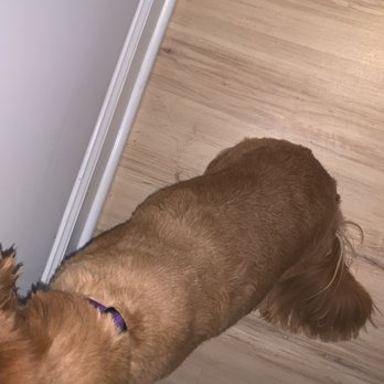 Dogtopia of Tysons Corner - Pet Groomers Near Me - McLean, Virginia