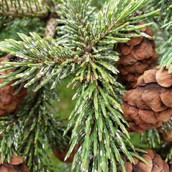 Happy Trees - Scale insects on Red Spruce - Tree Services Near Me