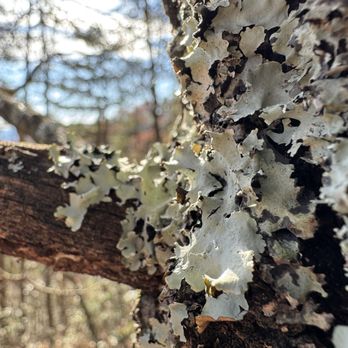 Read Mountain Preserve - Hiking Near Me - Roanoke, Virginia