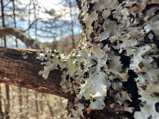 Read Mountain Preserve