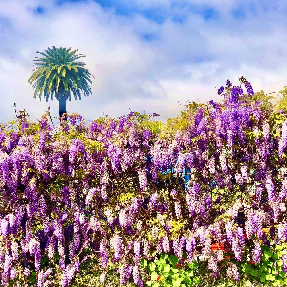 TOP 10 BEST Flower Field in Santa Monica, CA - Updated 2026 - Yelp, image size:1000x1000