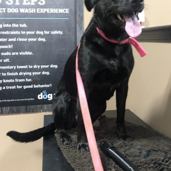 bark collar pet valu