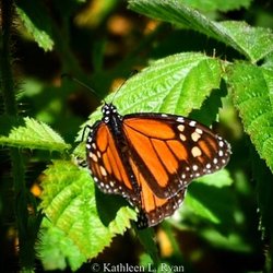 George Washington Park - Monarch butterfly - Danaus plexippus, resting on a leaf. George Washington Park, Pacific Grove, CA. Photo © Kathleen L. Ryan