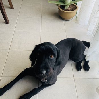 A Muttley Crew Pet Grooming - Nalabird all shaved, feeling fancy and ready for this heat!!! - Pet Groomers Near Me - Redding, California A Muttley Crew Pet Grooming - Nalabird all shaved, feeling fancy and ready for this heat!!! - Pet Groomers Near Me - Redding, California