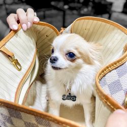 Wright Pawn & Jewelry - This LV Neverfull is a Chihuahua chauffeur! Gucci has a first-class seat in a designer ride every day!