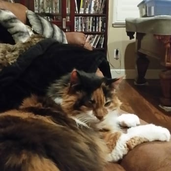 Benicia Cat Clinic - Veterinarians Near Me - Benicia, California