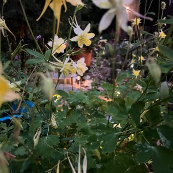 Village Nursery - Nurseries & Gardening Near Me - Rimforest, California